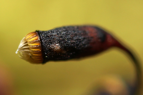 Ctenidium molluscum (Comb-moss)