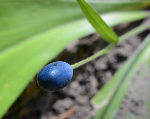 Clintonia uniflora (bead lily) (alternate view 4)