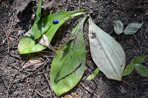 Clintonia uniflora (bead lily) (alternate view 5)