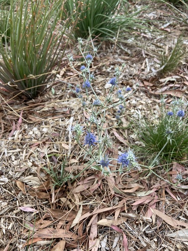 Eryngium ovinum (blue devil) (alternate view 4)