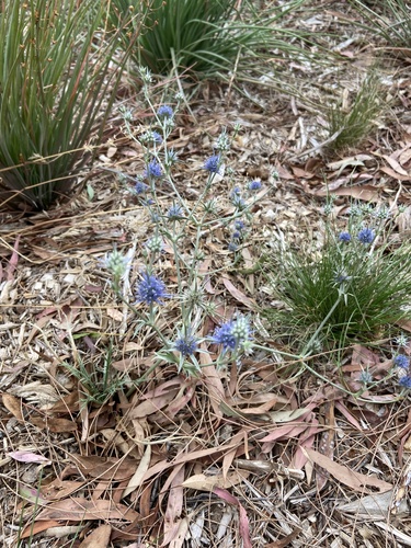 Eryngium ovinum (blue devil) (alternate view 5)