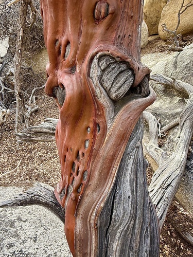 Arctostaphylos glauca (Big Berry Manzanita)