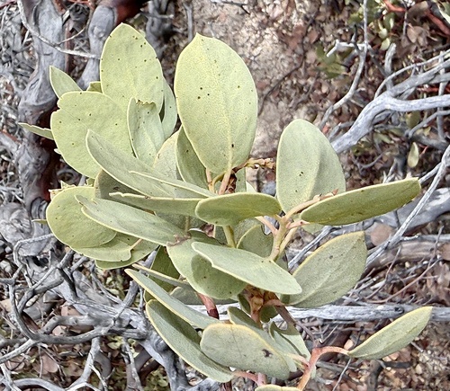 Arctostaphylos glauca (Big Berry Manzanita) (alternate view 2)
