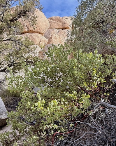 Arctostaphylos glauca (Big Berry Manzanita) (alternate view 3)