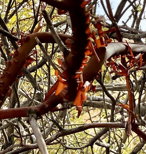Arctostaphylos glauca (Big Berry Manzanita) (alternate view 4)