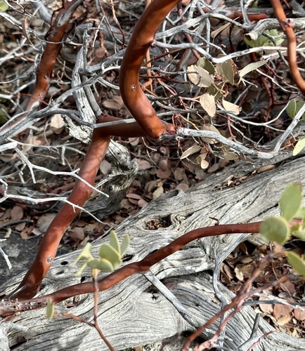 Arctostaphylos glauca (Big Berry Manzanita) (alternate view 5)