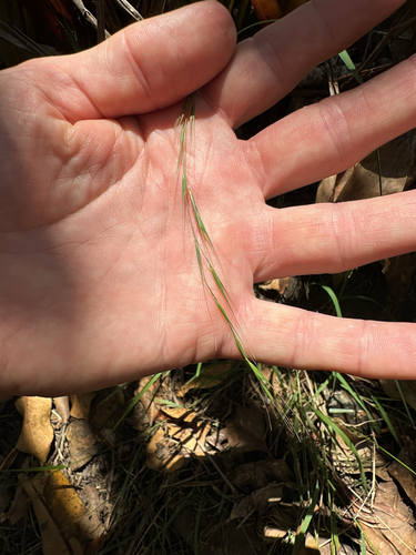 Microlaena stipoides (Weeping-grass)