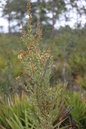 Lyonia fruticosa (coastal plain staggerbush) (alternate view 8)