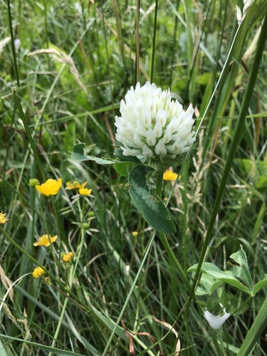 Trifolium pratense (red clover) (alternate view 4)