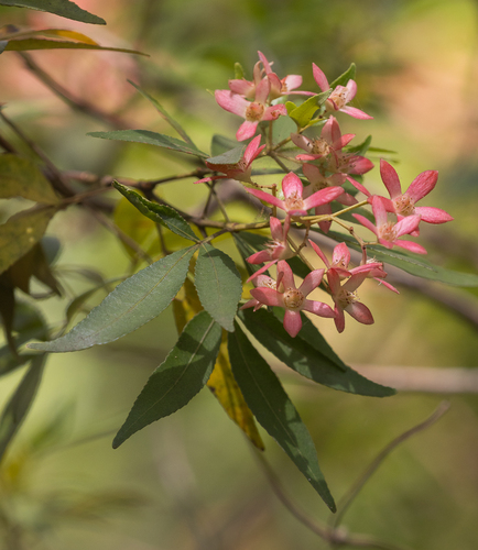 Ceratopetalum gummiferum (New South Wales christmas bush) (alternate view 6)