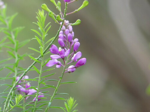 Comesperma ericinum (Pink Matchheads) (alternate view 7)