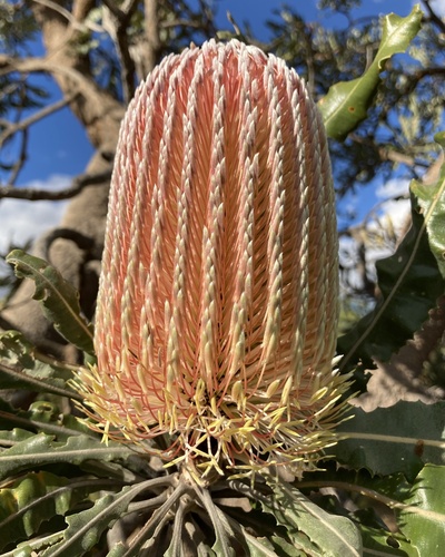 Banksia menziesii (Firewood Banksia) (alternate view 7)