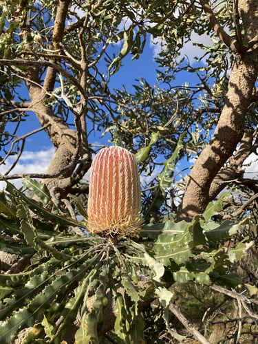 Banksia menziesii (Firewood Banksia) (alternate view 8)