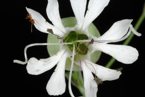 Silene vulgaris (bladder campion)