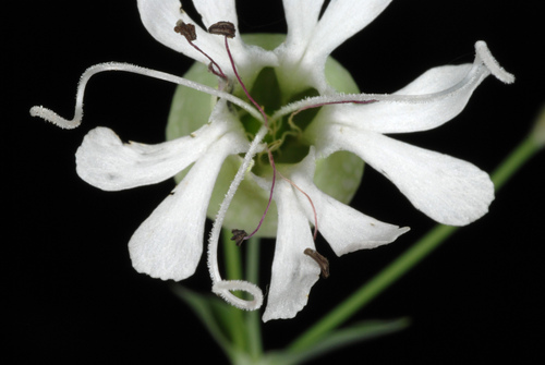 Silene vulgaris (bladder campion)