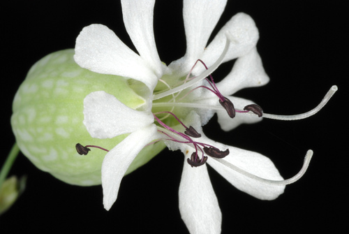 Silene vulgaris (bladder campion)
