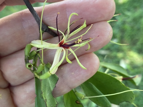 Muellerina eucalyptoides (creeping mistletoe) (alternate view 9)