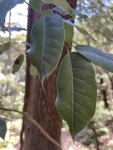 Euroschinus falcatus (Blush Cudgerie) (alternate view 8)