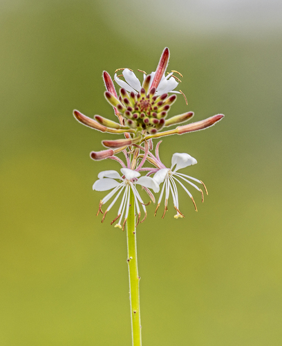 Oenothera gaura (biennial beeblossom)