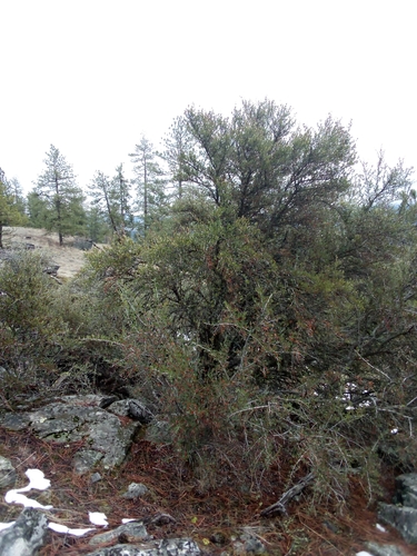 Cercocarpus ledifolius (Mountain Mahogany)