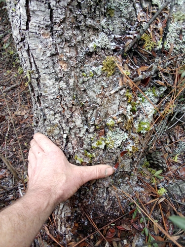 Cercocarpus ledifolius (Mountain Mahogany) (alternate view 2)