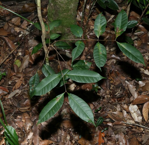 Euroschinus falcatus (Blush Cudgerie) (alternate view 9)