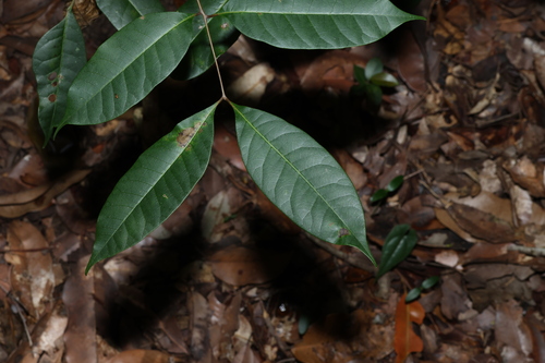Euroschinus falcatus (Blush Cudgerie) (alternate view 10)