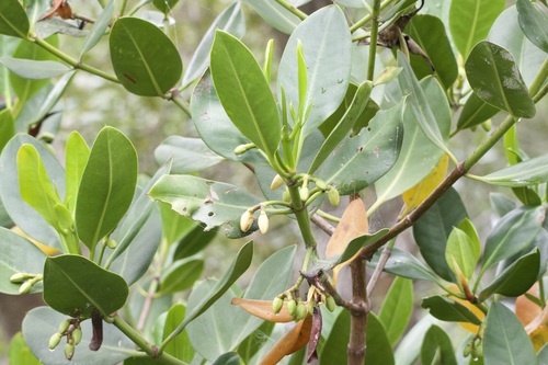 Rhizophora stylosa (spotted mangrove) (alternate view 3)