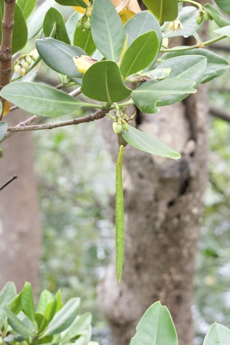 Rhizophora stylosa (spotted mangrove) (alternate view 2)
