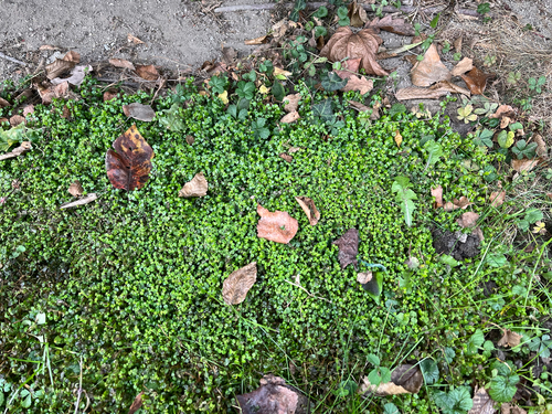 Soleirolia soleirolii (Baby's tears)
