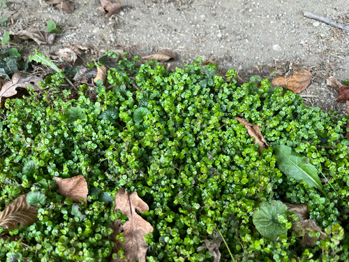 Soleirolia soleirolii (Baby's tears)