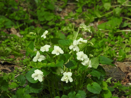 Viola striata (cream violet) (alternate view 3)