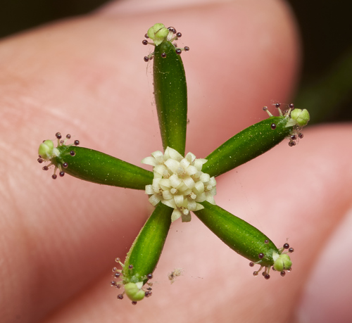 Adenocaulon bicolor (American trailplant)