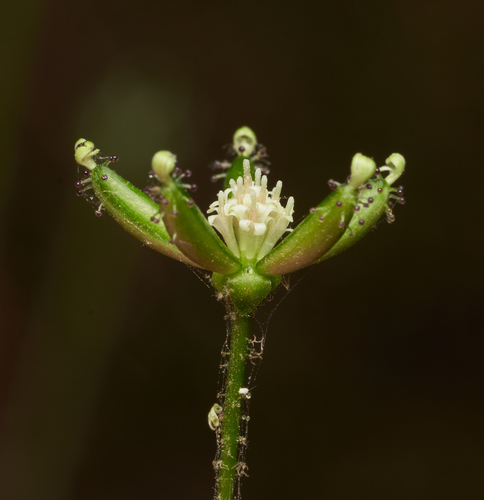 Adenocaulon bicolor (American trailplant) (alternate view 2)