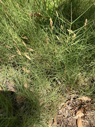 Distichlis distichophylla (Australian Salt-grass)