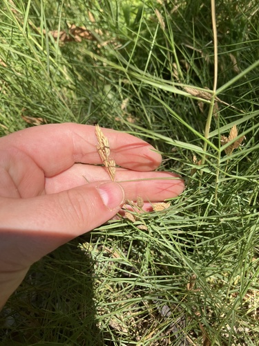 Distichlis distichophylla (Australian Salt-grass) (alternate view 2)