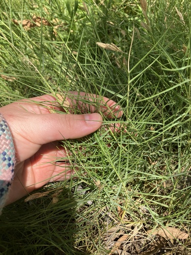 Distichlis distichophylla (Australian Salt-grass) (alternate view 3)