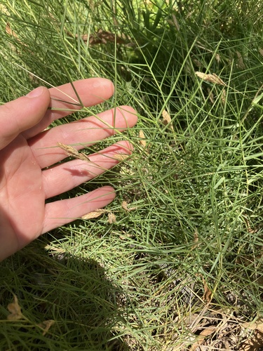 Distichlis distichophylla (Australian Salt-grass) (alternate view 4)