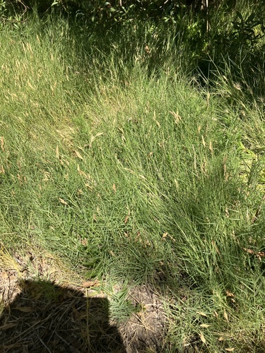 Distichlis distichophylla (Australian Salt-grass) (alternate view 5)