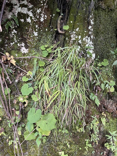 Pteris (brakes) (alternate view 7)