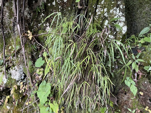 Pteris (brakes) (alternate view 8)