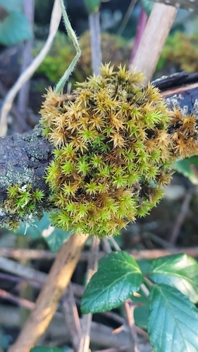 Lewinskya affinis (Wood Bristle-moss)