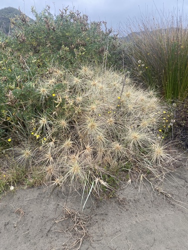 Spinifex sericeus (Beach Spinifex) (alternate view 4)