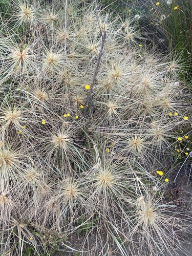 Spinifex sericeus (Beach Spinifex) (alternate view 5)