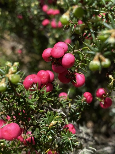 Leptecophylla parvifolia (Mountain Pinkberry) (alternate view 4)