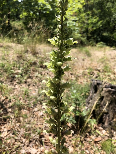 Digitalis laevigata (Grecian Foxglove)