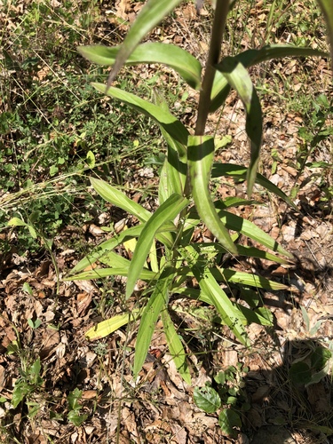 Digitalis laevigata (Grecian Foxglove)