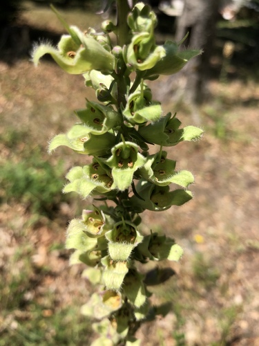 Digitalis laevigata (Grecian Foxglove)