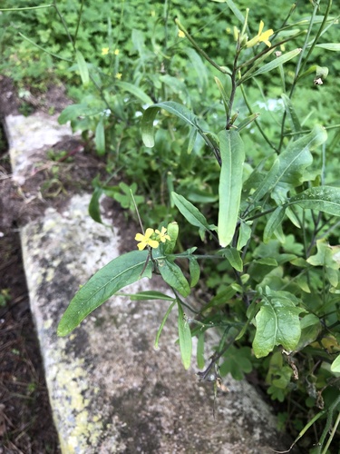 Sisymbrium orientale (eastern rocket)