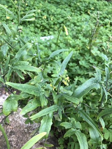 Sisymbrium orientale (eastern rocket)